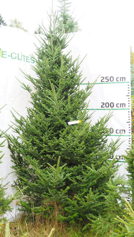 Frēzera baltegle MF2