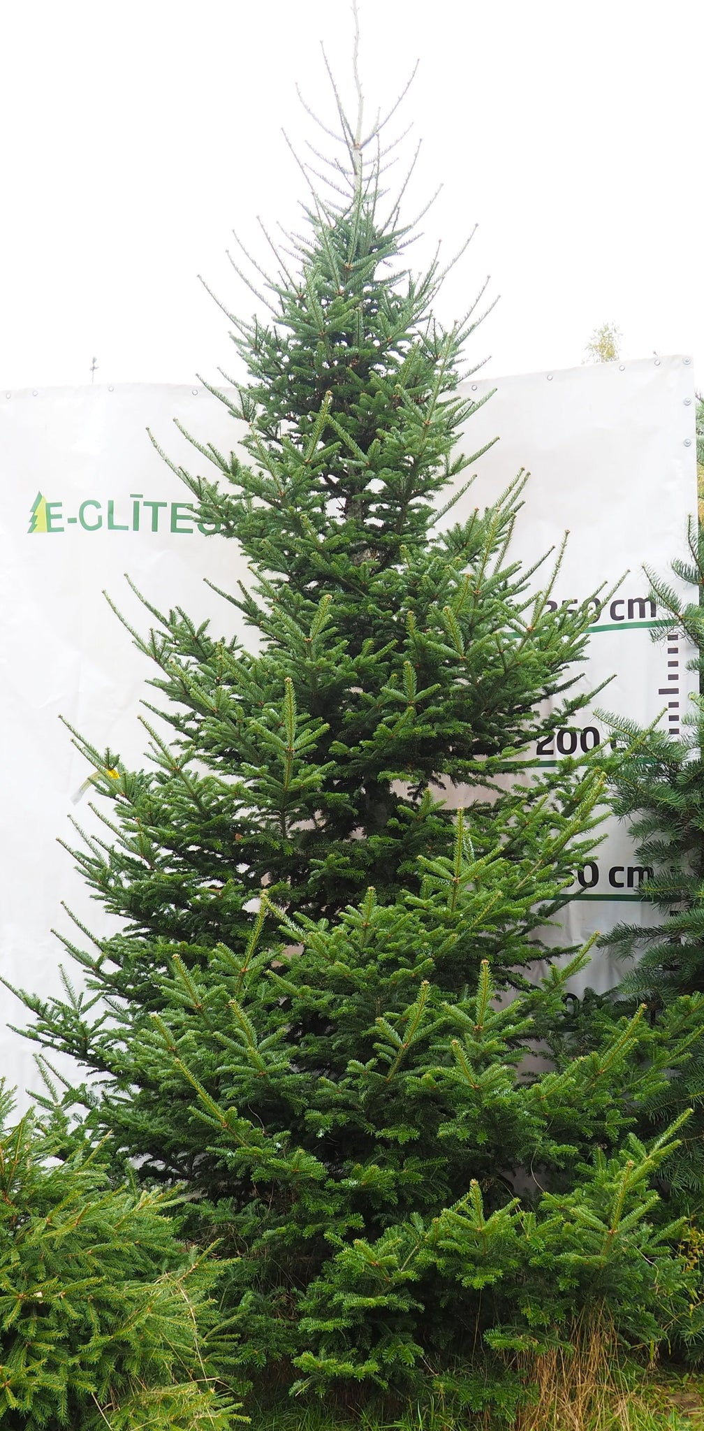 Frēzera baltegle MF3