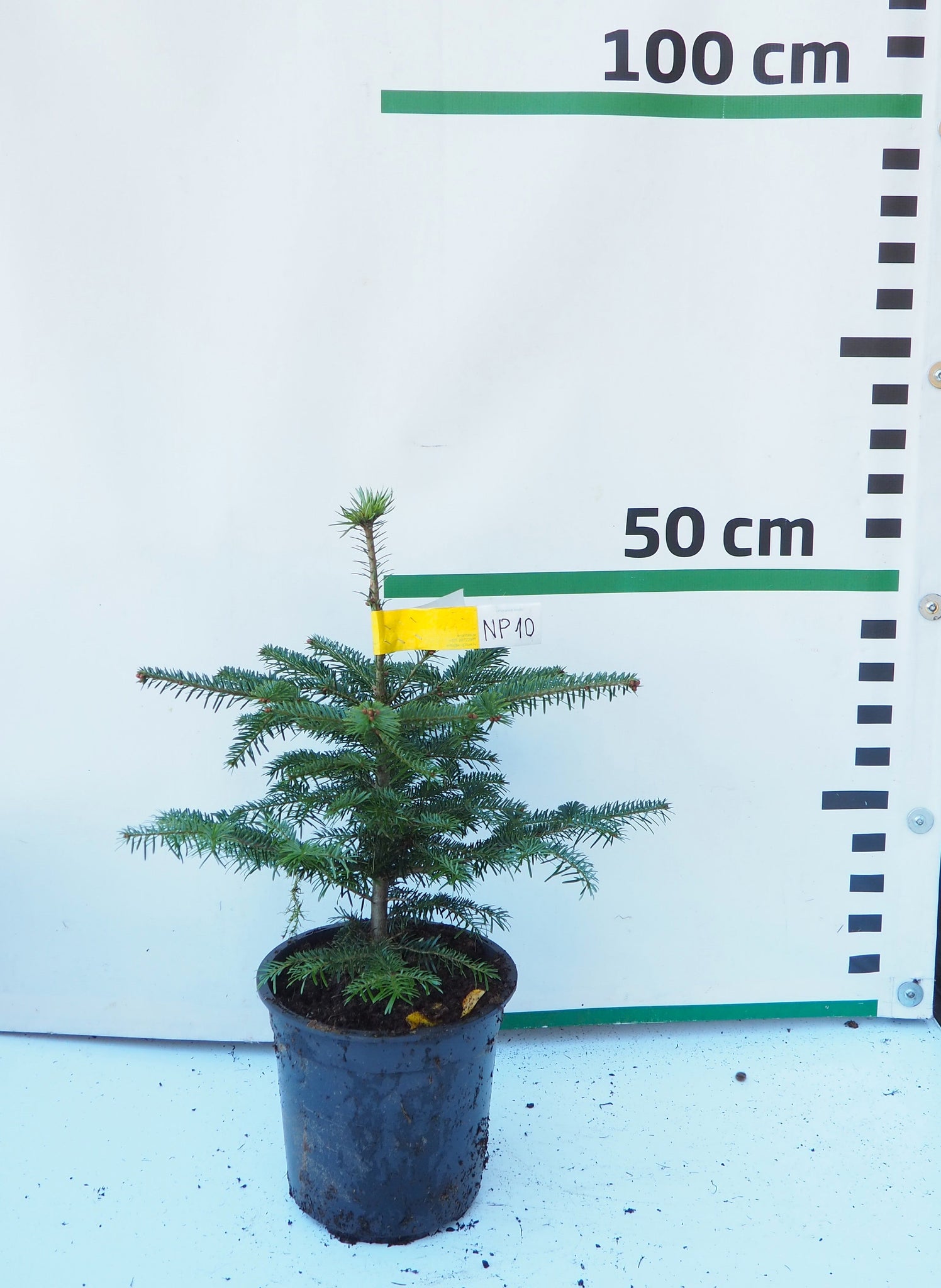 Nordmann (Kaukāza) baltegle podiņā NP10