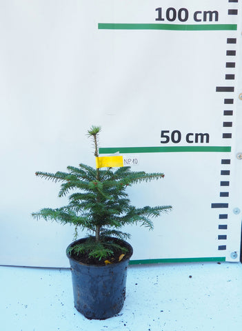 Nordmann (Kaukāza) baltegle podiņā NP10