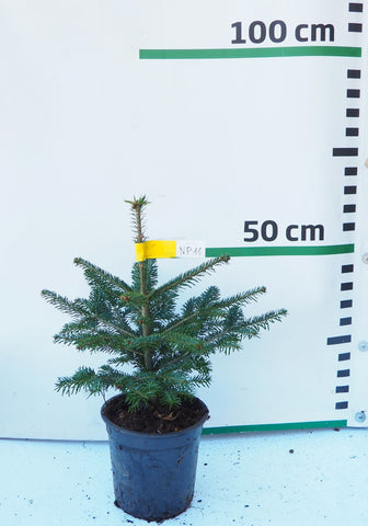 Nordmann (Kaukāza) baltegle podiņā NP11