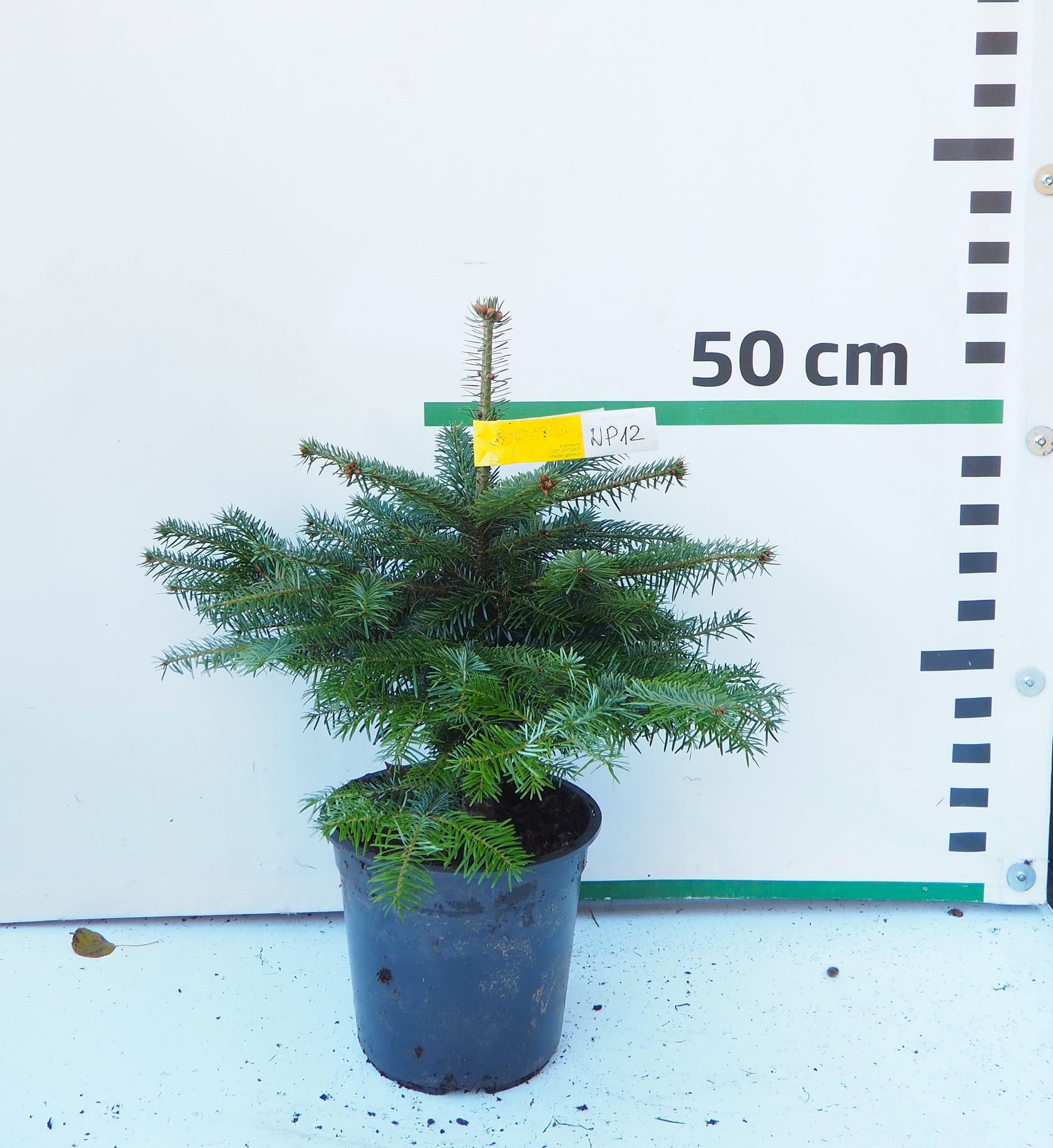 Nordmann (Kaukāza) baltegle podiņā NP12