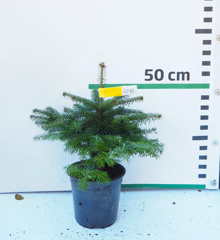 Nordmann (Kaukāza) baltegle podiņā NP12