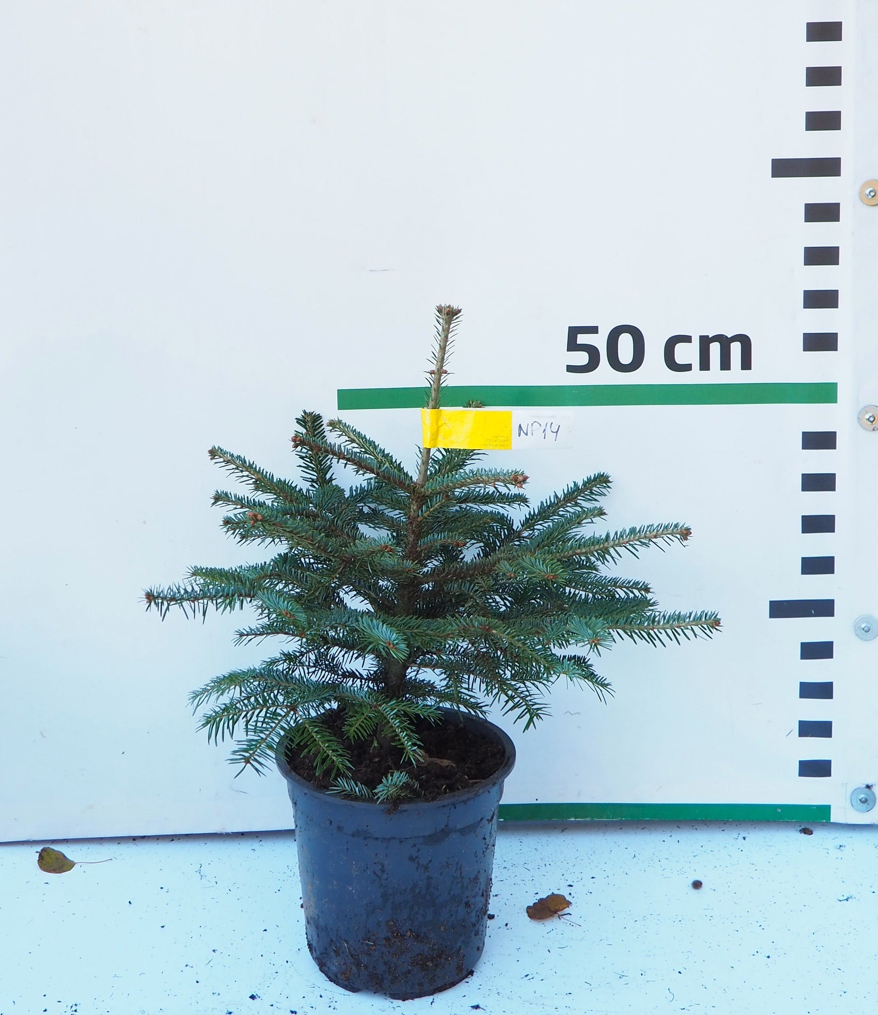 Nordmann (Kaukāza) baltegle podiņā NP14