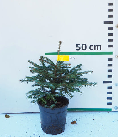 Nordmann (Kaukāza) baltegle podiņā NP14