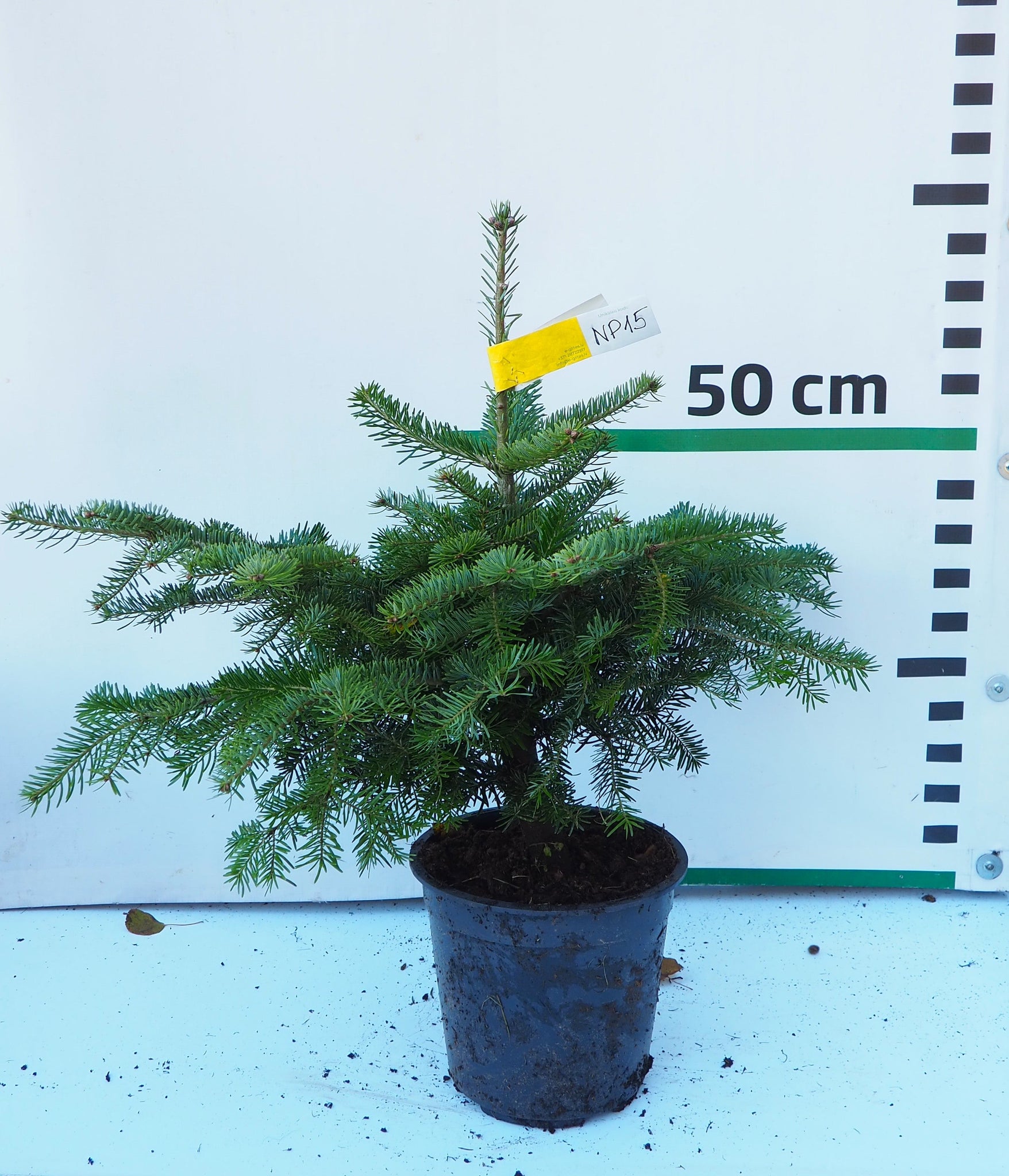 Nordmann (Kaukāza) baltegle podiņā NP15