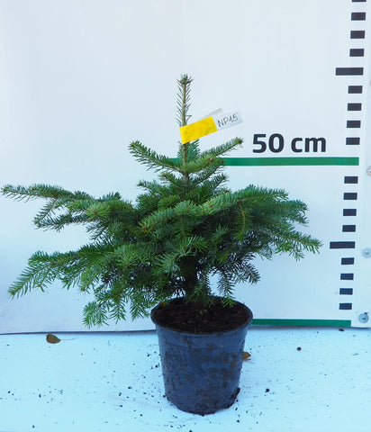 Nordmann (Kaukāza) baltegle podiņā NP15