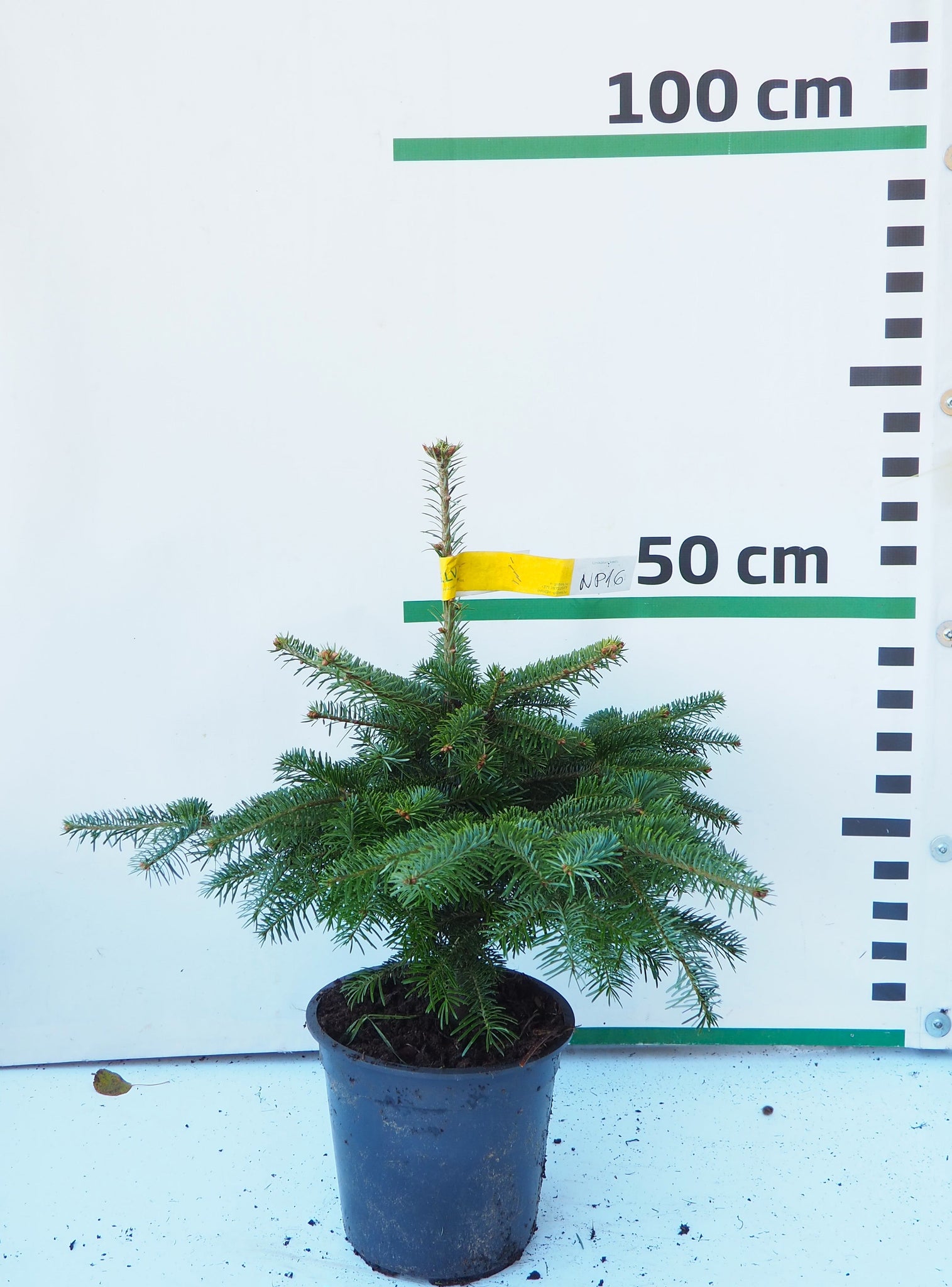 Nordmann (Kaukāza) baltegle podiņā NP16