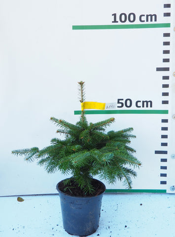 Nordmann (Kaukāza) baltegle podiņā NP16