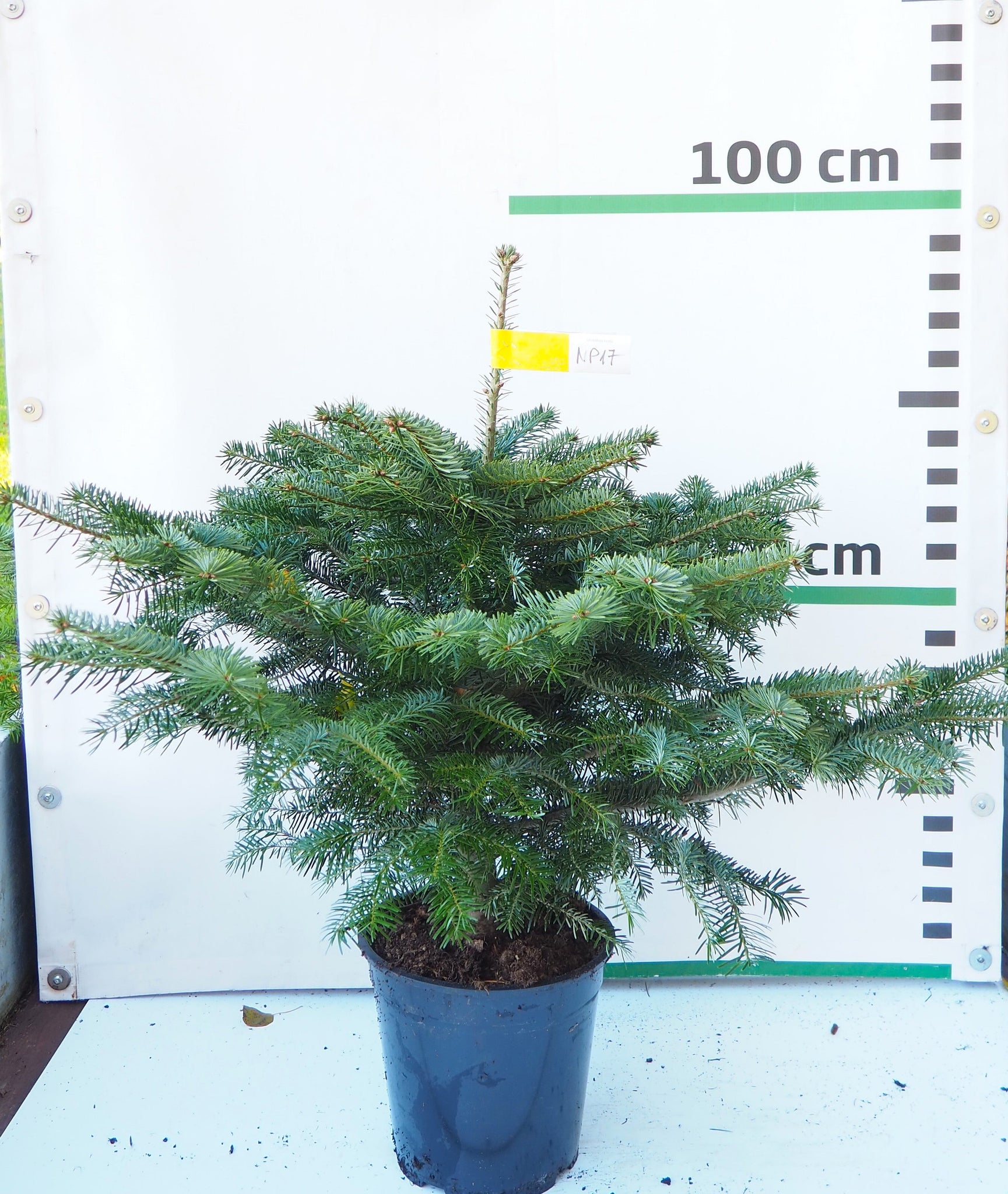 Nordmann (Kaukāza) baltegle podiņā NP17