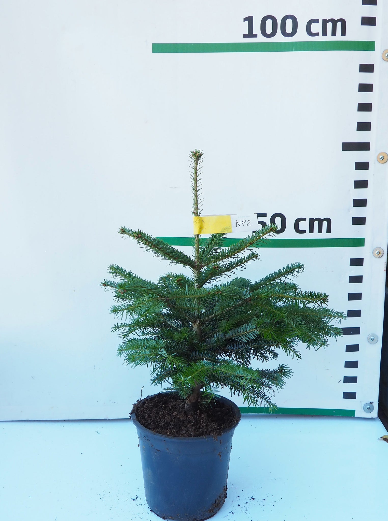 Nordmann (Kaukāza) baltegle podiņā NP2