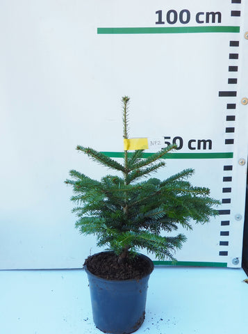 Nordmann (Kaukāza) baltegle podiņā NP2