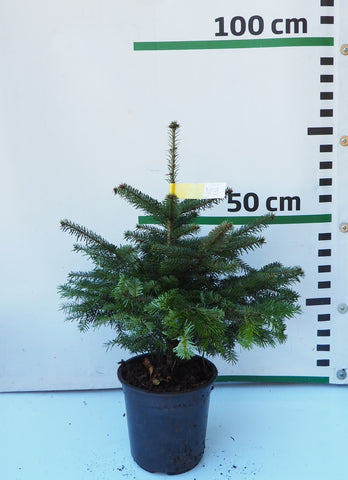 Nordmann (Kaukāza) baltegle podiņā NP3