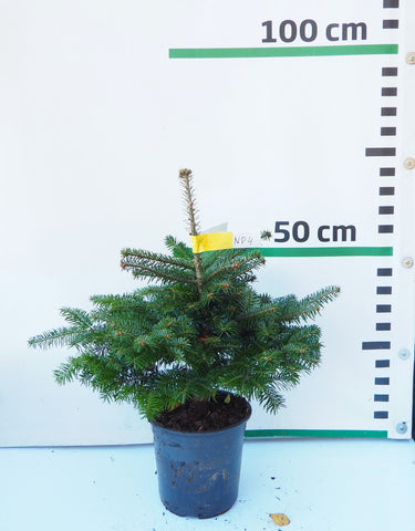 Nordmann (Kaukāza) baltegle podiņā NP4