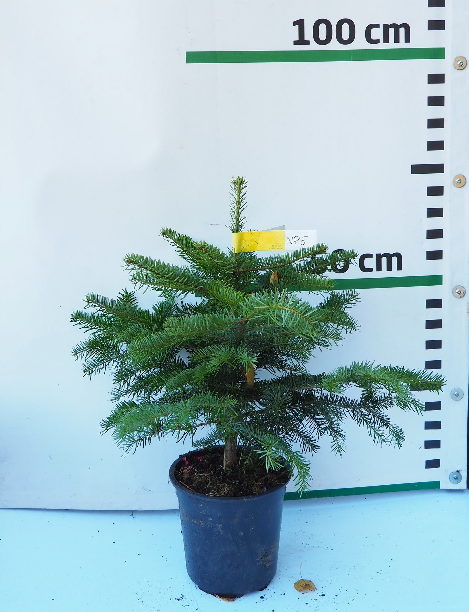 Nordmann (Kaukāza) baltegle podiņā NP5