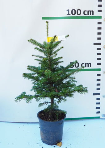 Nordmann (Kaukāza) baltegle podiņā NP6