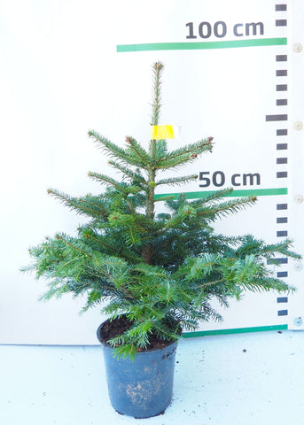 Nordmann (Kaukāza) baltegle podiņā NP7