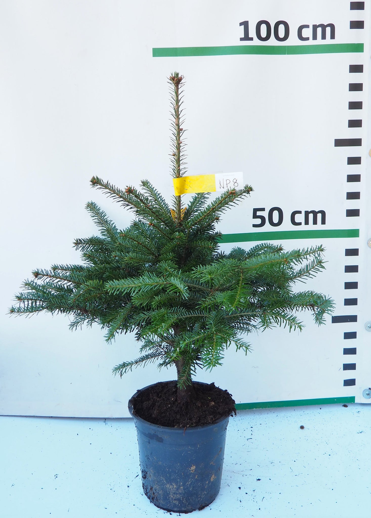 Nordmann (Kaukāza) baltegle podiņā NP8