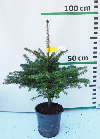 Nordmann (Kaukāza) baltegle podiņā NP8