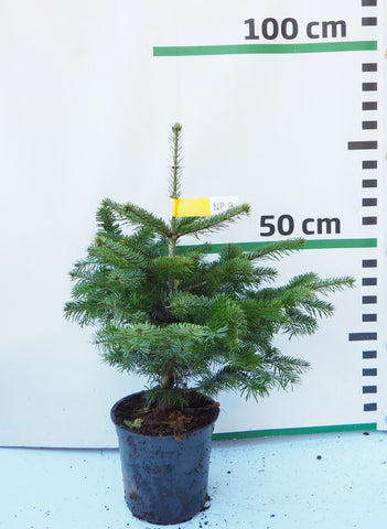 Nordmann (Kaukāza) baltegle podiņā NP9