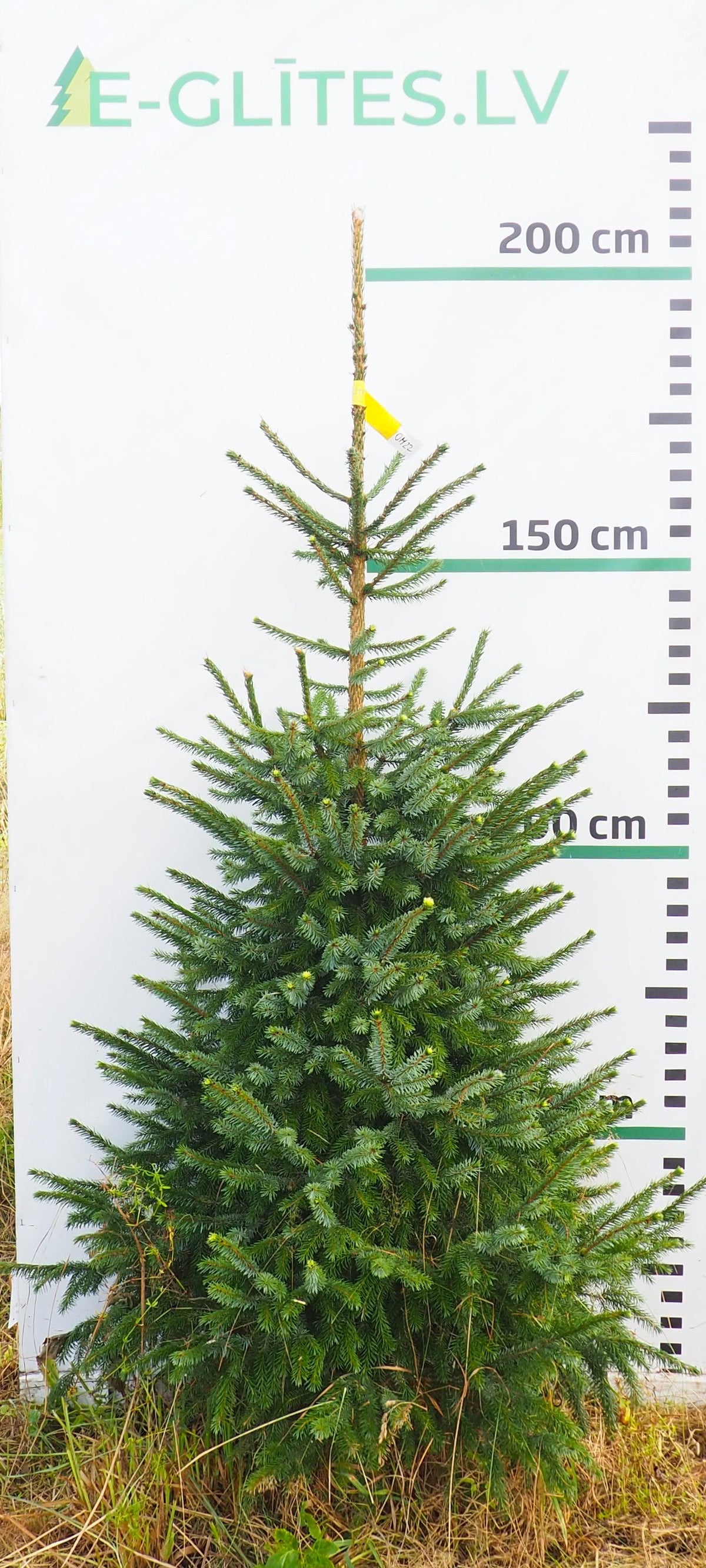 Serbijas egle OM22