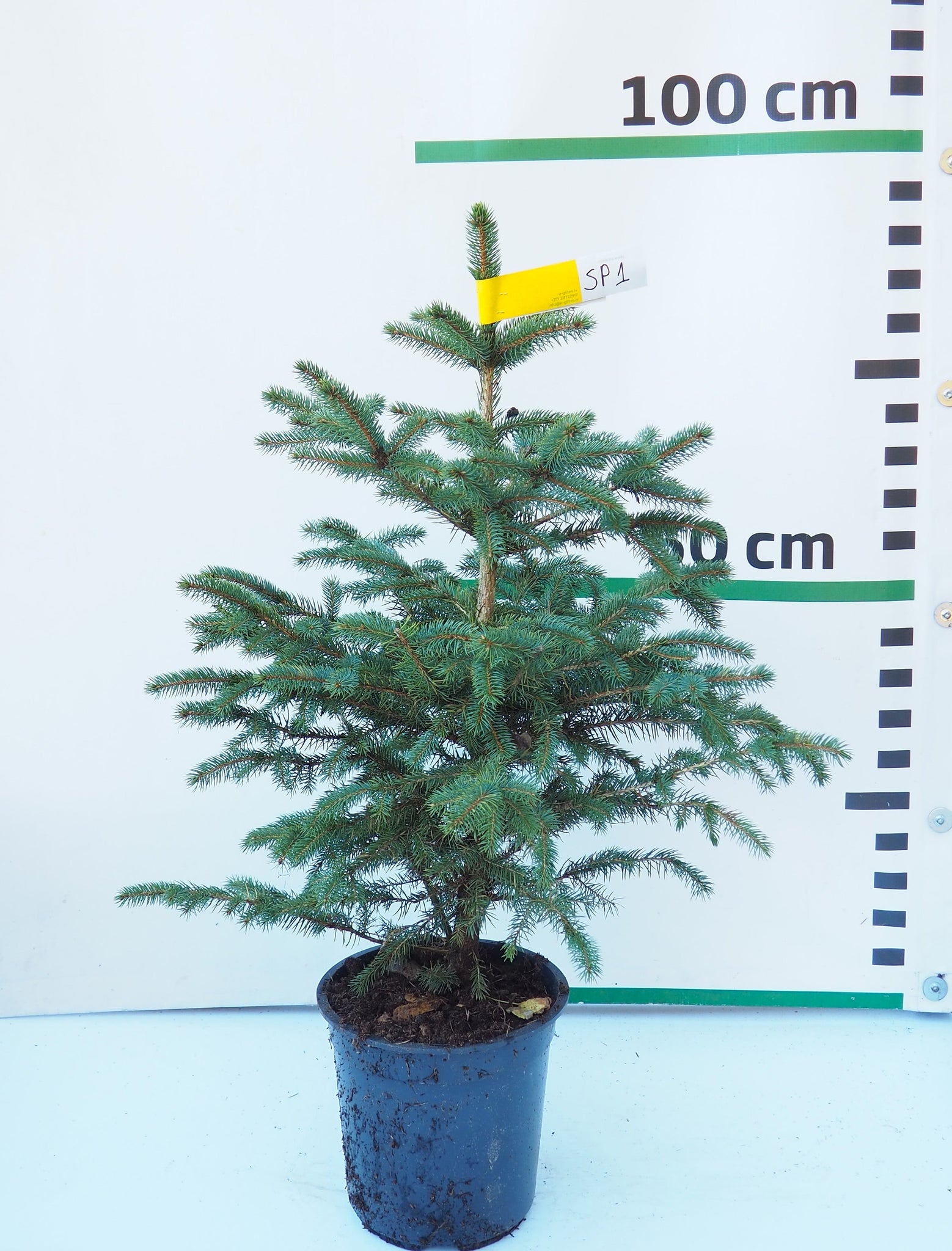 Sudrabegle podiņā SP1