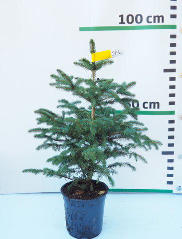 Sudrabegle podiņā SP1