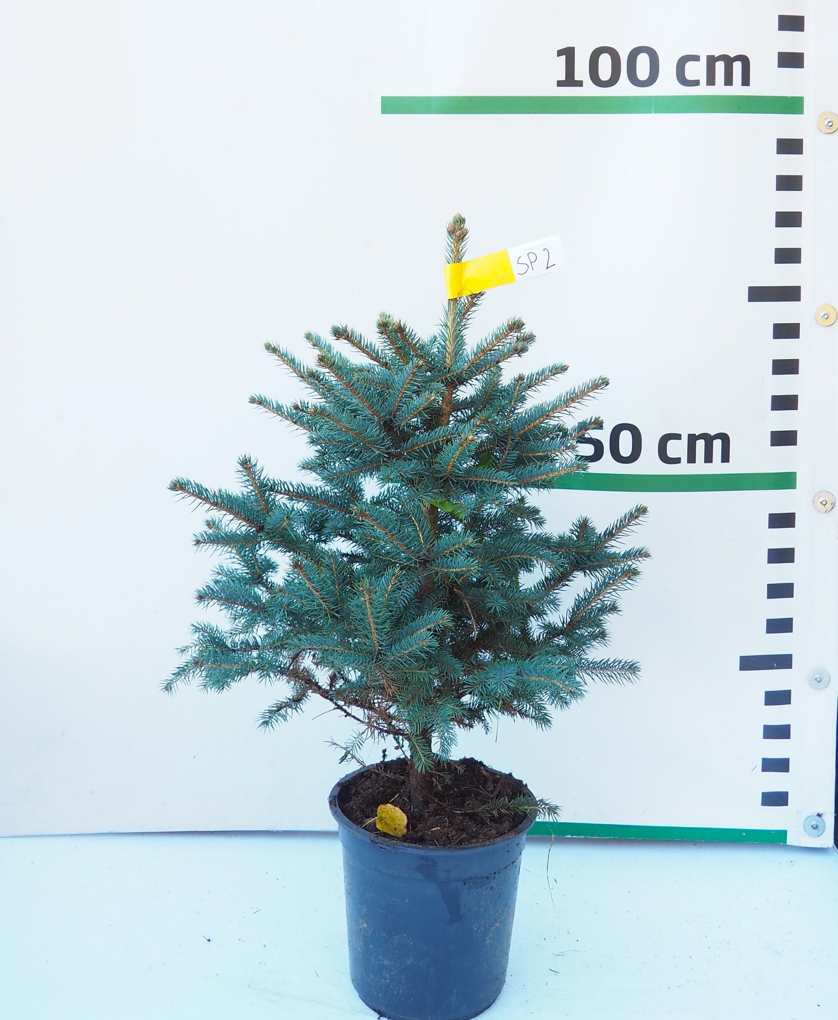 Sudrabegle podiņā SP2