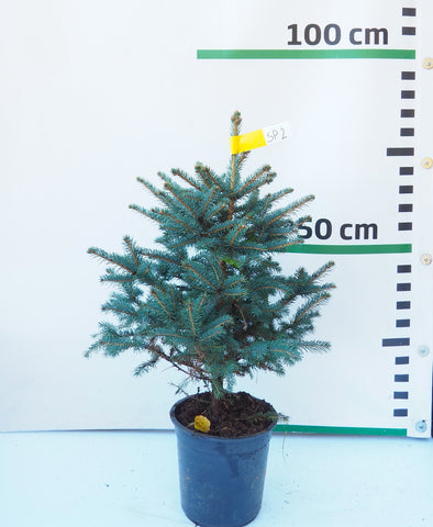 Sudrabegle podiņā SP2