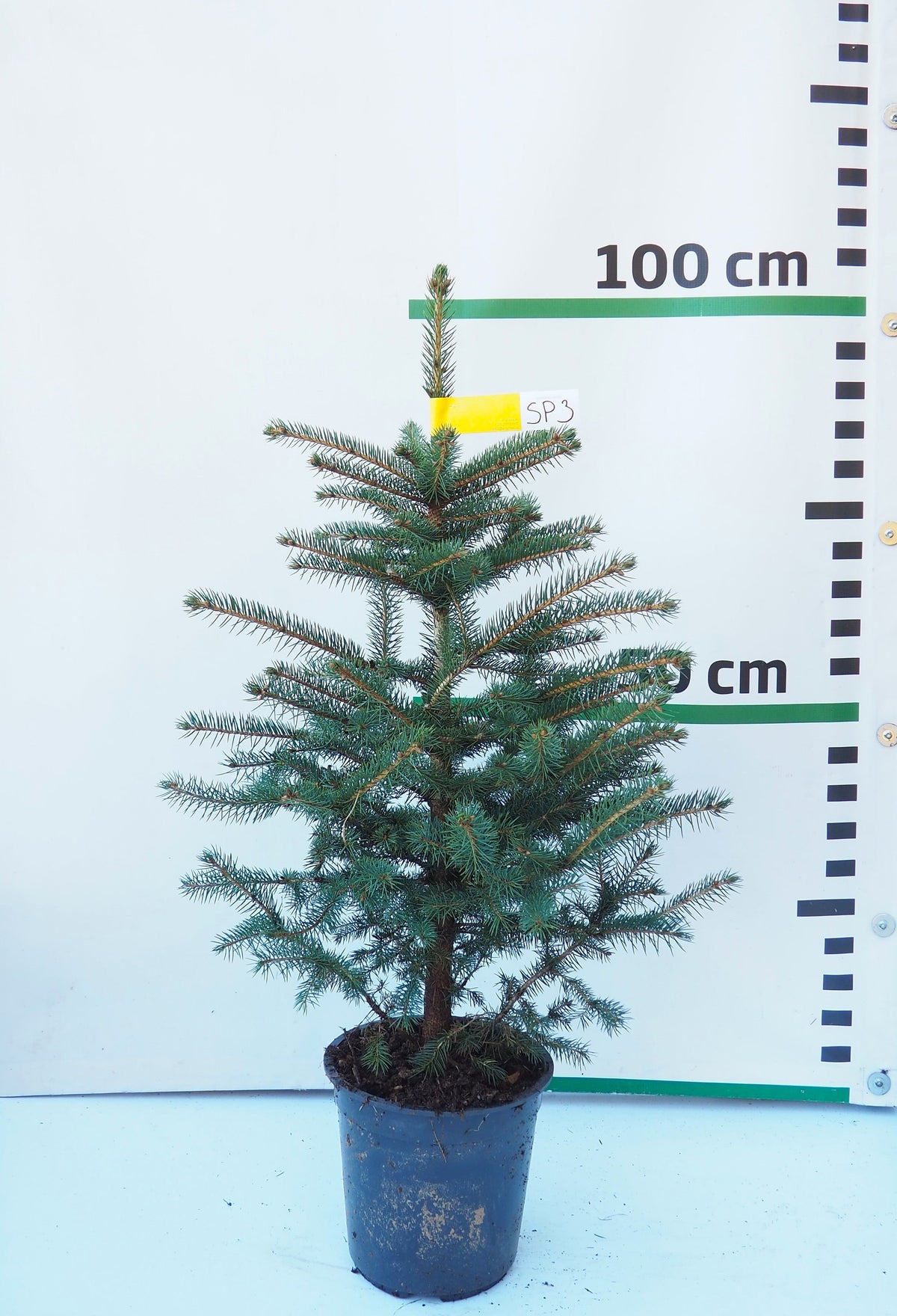 Sudrabegle podiņā SP3