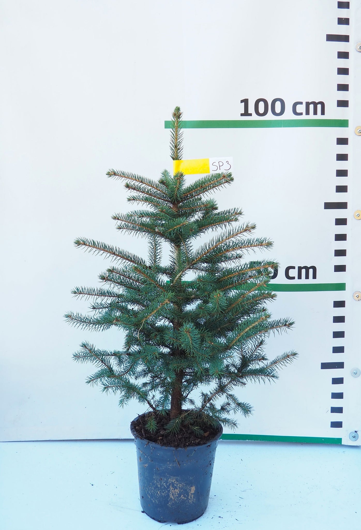 Sudrabegle podiņā SP3