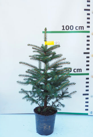 Sudrabegle podiņā SP3