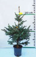 Sudrabegle podiņā SP4