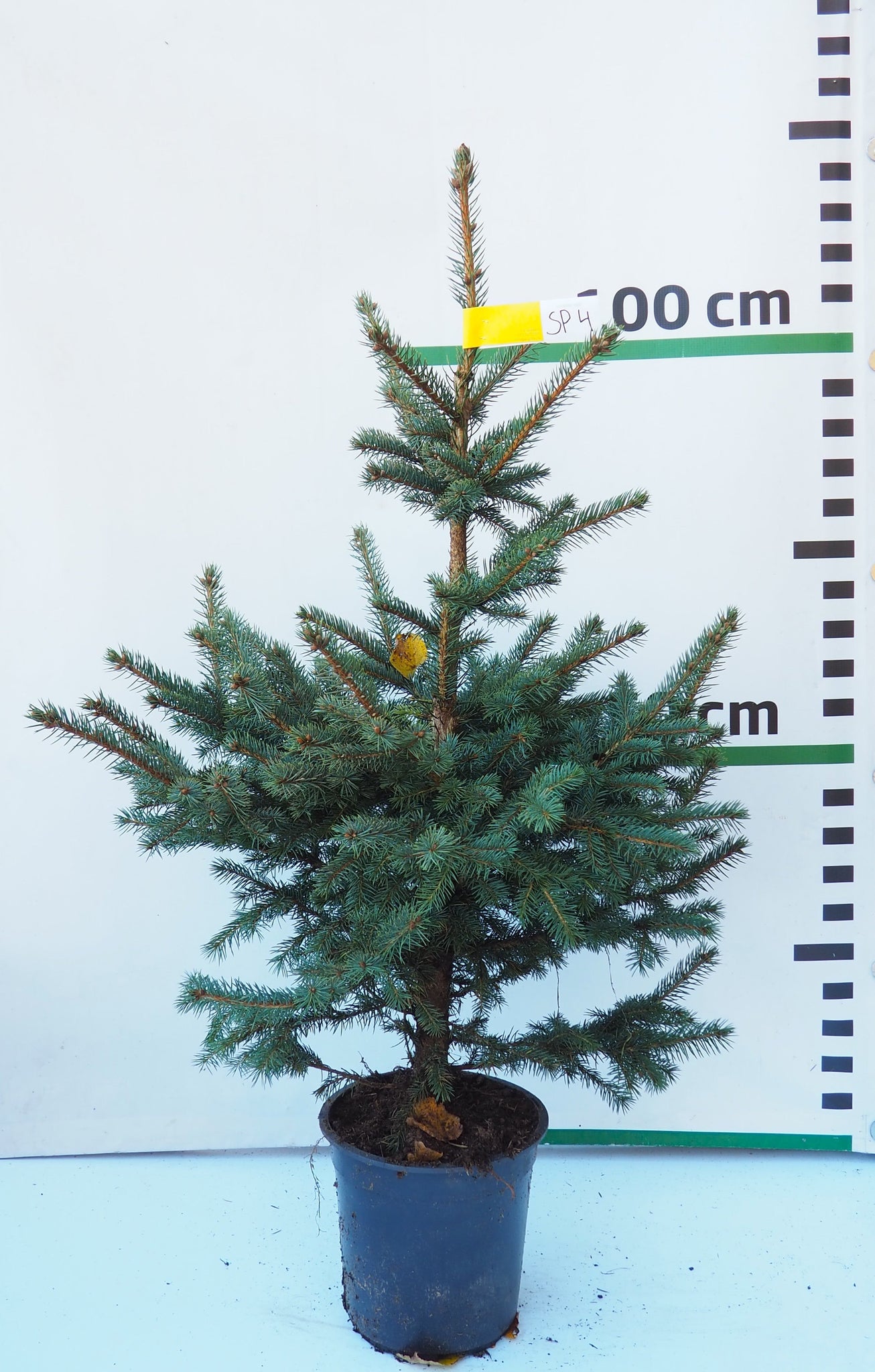 Sudrabegle podiņā SP4