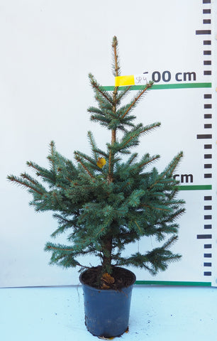 Sudrabegle podiņā SP4