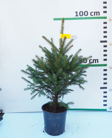 Sudrabegle podiņā SP5