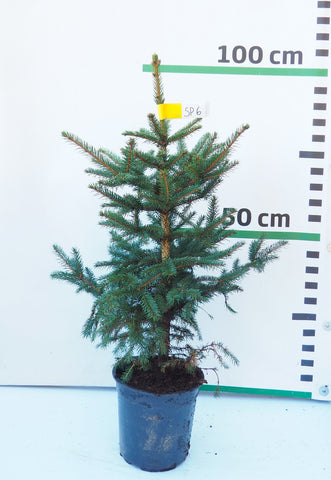 Sudrabegle podiņā SP6