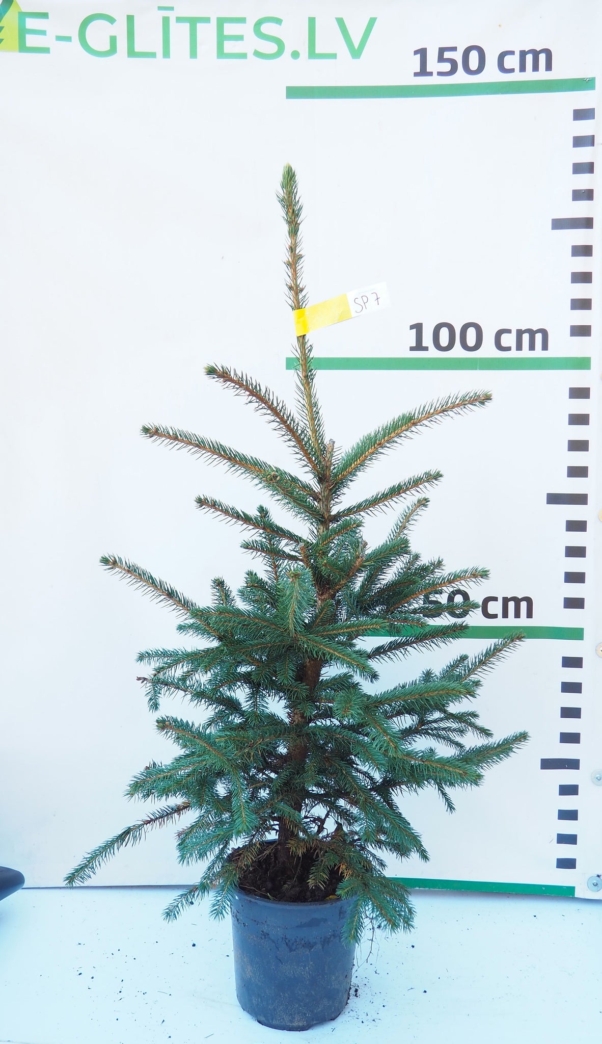 Sudrabegle podiņā SP7