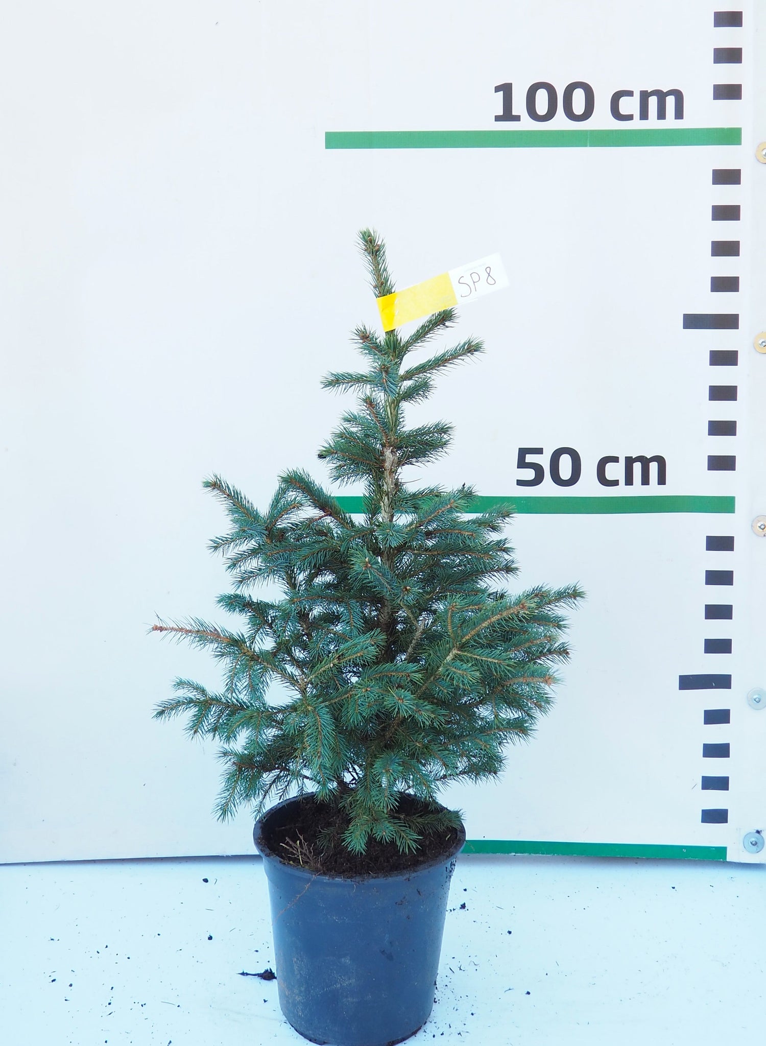 Sudrabegle podiņā SP8