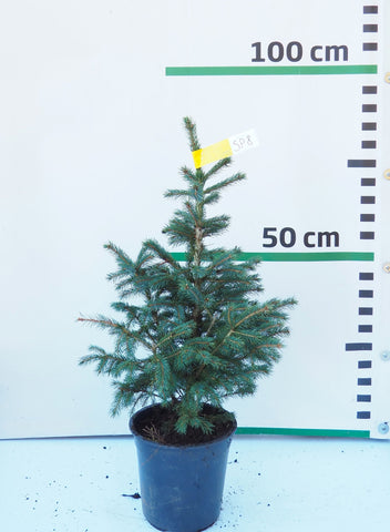 Sudrabegle podiņā SP8