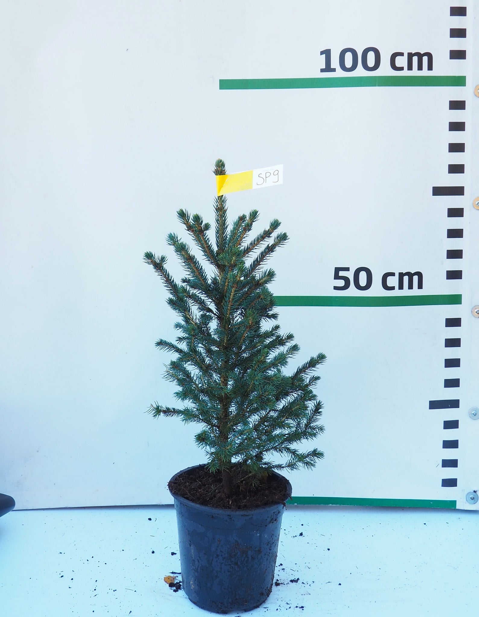 Sudrabegle podiņā SP9