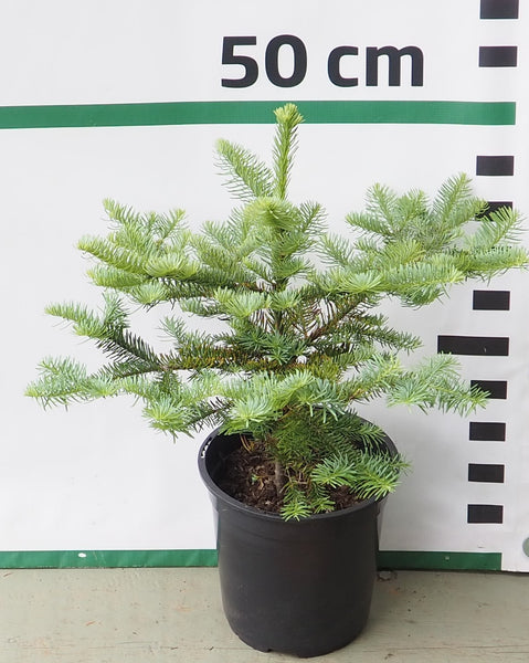 Piecgadīgi Nobilis Baltegles stādi