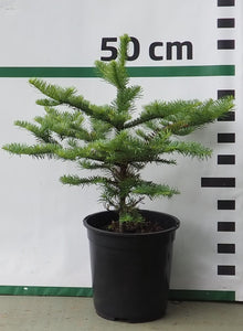 Piecgadīgi Nobilis Baltegles stādi