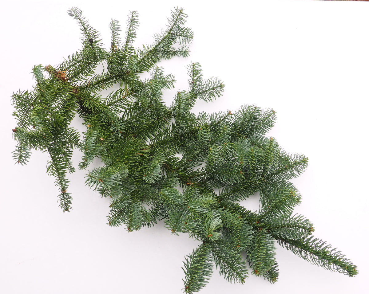 Egļu zari (Nobilis Baltegle) 3kg