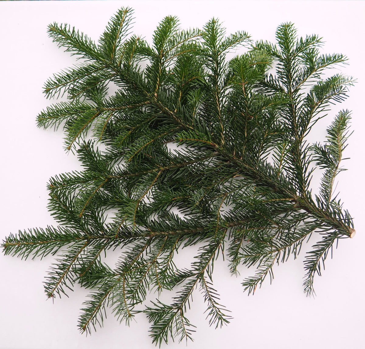 Egļu zari (Nordmann Baltegle) 3kg