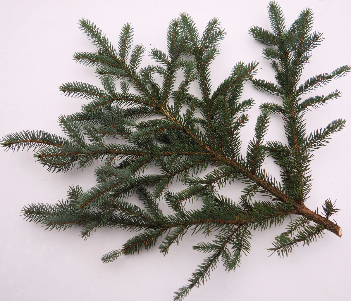 Egļu zari (Sudrabegle) 3kg