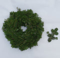 Adventes Vainags (Frēzera Baltegle)
