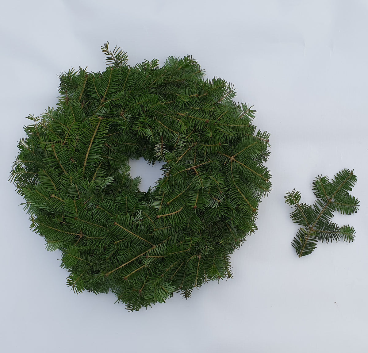 Adventes Vainags (Frēzera Baltegle)