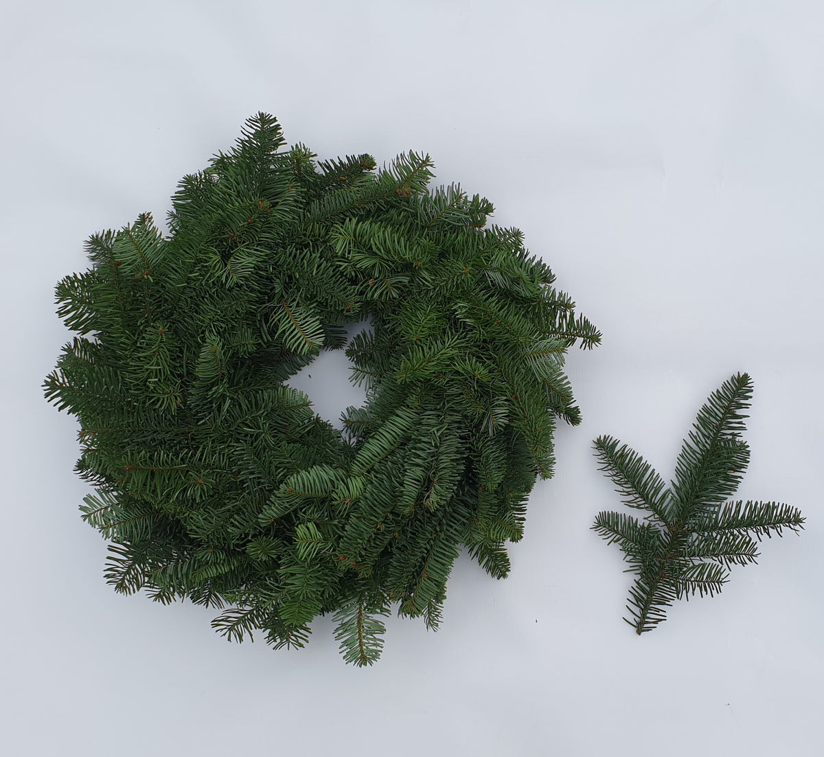 Adventes Vainags (Nobilis Baltegle)